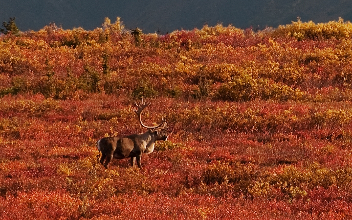 Caribou 5365.jpg